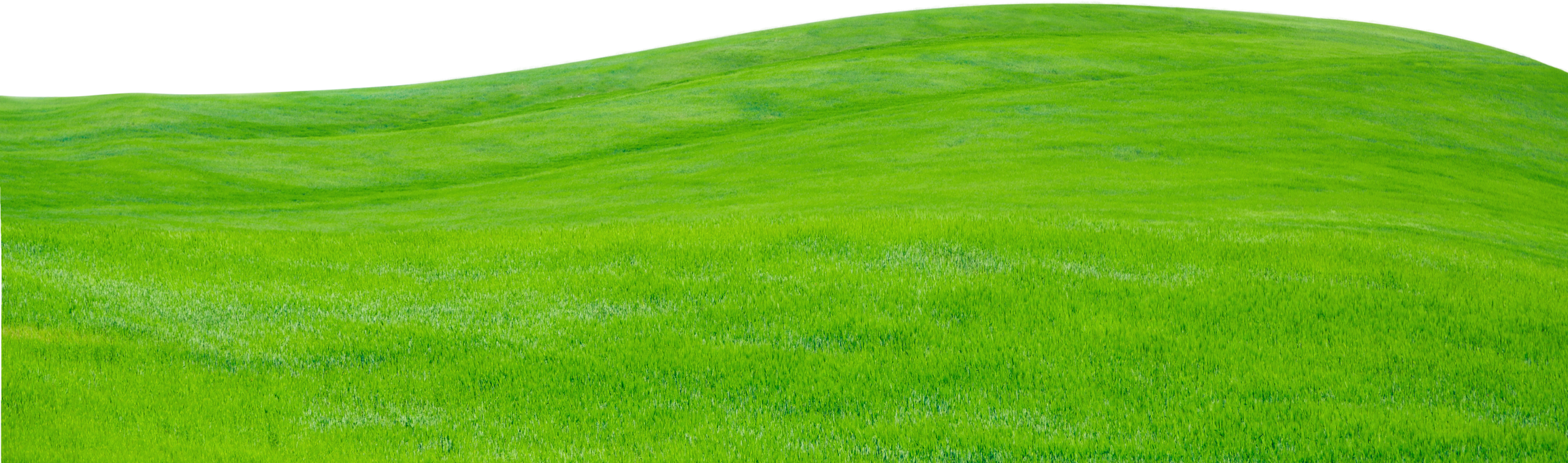 Green Grass Texture 